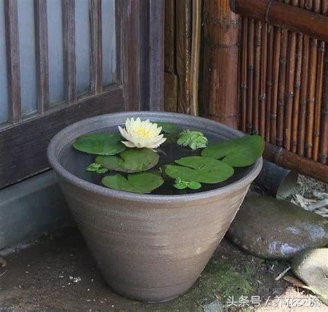 蓮花水缸風水|【門口養蓮花風水】門口養蓮花竟觸犯風水禁忌！祈求貴人、招財。